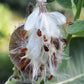 Asclepias syriaca - Common Milkweed