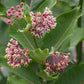 Asclepias syriaca - Common Milkweed