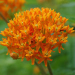 Asclepias tuberosa - Butterfly Weed - 38 Plug Tray
