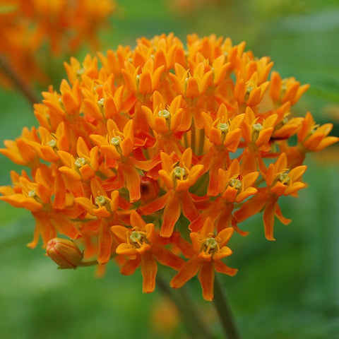 Asclepias tuberosa - Butterfly Weed - 38 Plug Tray