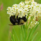 Asclepias verticillata - Whorled Milkweed