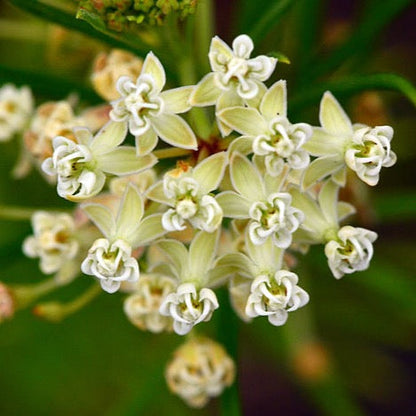 Asclepias verticillata - Whorled Milkweed - 38 Plug Tray