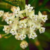 Asclepias verticillata - Whorled Milkweed