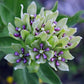 Asclepias viridis - Spider Milkweed - 3" Pot