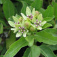 Asclepias viridis - Spider Milkweed - 3" Pot