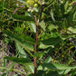 Asclepias viridis - Spider Milkweed - 38 Plug Tray