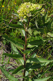 Asclepias viridis - Spider Milkweed - 3" Pot