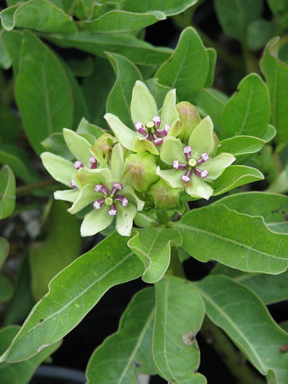 Asclepias viridis - Spider Milkweed - 38 Plug Tray