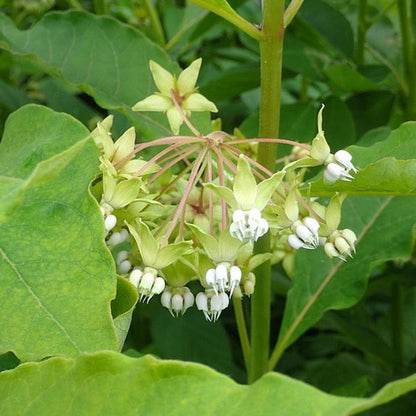 Asclepias exaltata - Poke Milkweed - 38 Plug Tray