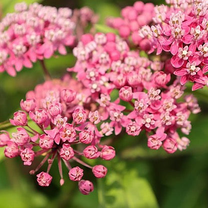 Asclepias incarnata - Rose Milkweed - 3" Pot