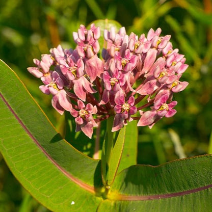 Asclepias sullivantii - Prairie Milkweed - 3" Pot