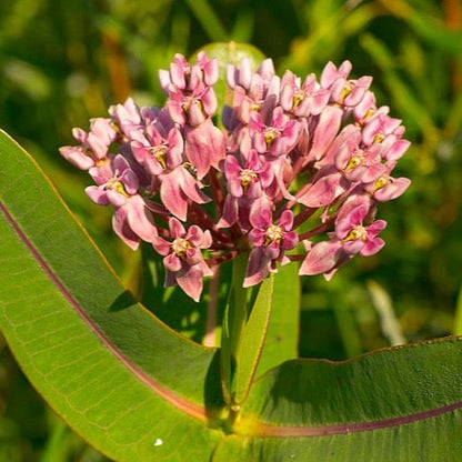 Asclepias sullivantii - Prairie Milkweed - 38 Plug Tray