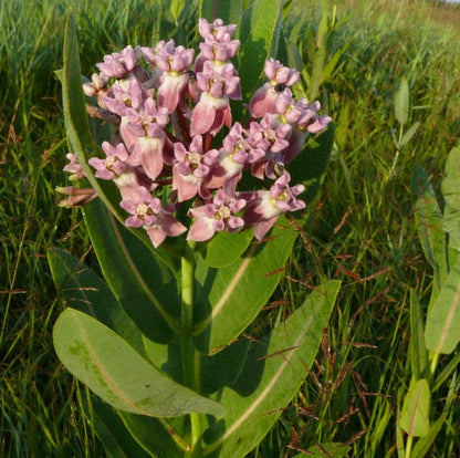 Asclepias sullivantii - Prairie Milkweed