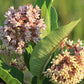 Asclepias syriaca - Common Milkweed - 38 Plug Tray