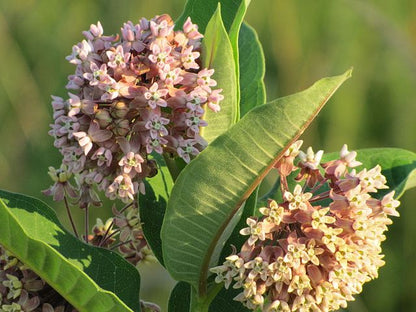 Asclepias syriaca - Common Milkweed
