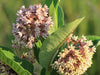 Asclepias syriaca - Common Milkweed