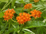 Asclepias tuberosa - Butterfly Weed - 3" Pot