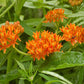 Asclepias tuberosa - Butterfly Weed