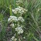 Asclepias verticillata - Whorled Milkweed