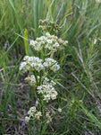 Asclepias verticillata - Whorled Milkweed - 38 Plug Tray
