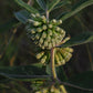 Asclepias viridiflora - Short Green Milkweed