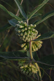 Asclepias viridiflora - Short Green Milkweed - 3" Pot