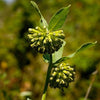 Asclepias viridiflora - Short Green Milkweed