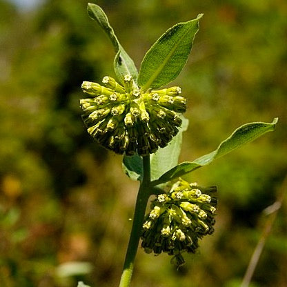 Asclepias viridiflora - Short Green Milkweed - 38 Plug Tray