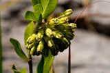 Asclepias viridiflora - Short Green Milkweed - 3" Pot