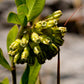 Asclepias viridiflora - Short Green Milkweed