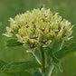 Asclepias viridis - Spider Milkweed - 38 Plug Tray