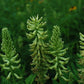 Astragalus canadensis - Canada Milk Vetch - 3" Pot