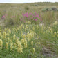 Astragalus canadensis - Canada Milk Vetch - 3" Pot