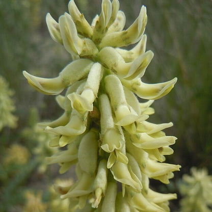 Astragalus canadensis - Canada Milk Vetch - 3" Pot