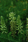 Astragalus canadensis - Canada Milk Vetch - 3" Pot