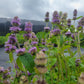 Blephilia ciliata - Downy Woodmint