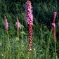 Liatris pycnostachya - Prairie Blazing Star
