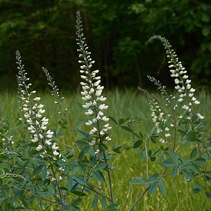 Baptisia alba - White Wild Indigo - 38 Plug Tray