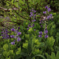 Baptisia australis - Blue Wild Indigo