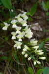 Baptisia bracteata - Cream Wild Indigo