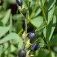 Baptisia sphaerocarpa - Large Yellow Wild Indigo