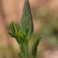 Baptisia alba - White Wild Indigo - 3" Pot