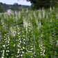 Baptisia alba - White Wild Indigo - 3" Pot