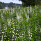 Baptisia alba - White Wild Indigo - 38 Plug Tray