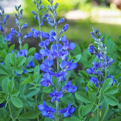 Baptisia australis - Blue Wild Indigo - 3" Pot