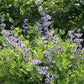 Baptisia australis - Blue Wild Indigo - 3" Pot