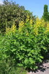 Baptisia sphaerocarpa - Large Yellow Wild Indigo