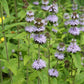 Blephilia ciliata - Downy Woodmint