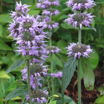 Blephilia ciliata - Downy Wood Mint - 3" Pot