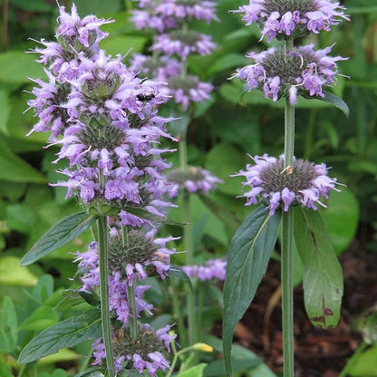 Blephilia ciliata - Downy Woodmint